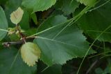 Betula litwinowii