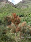 Ephedra equisetina