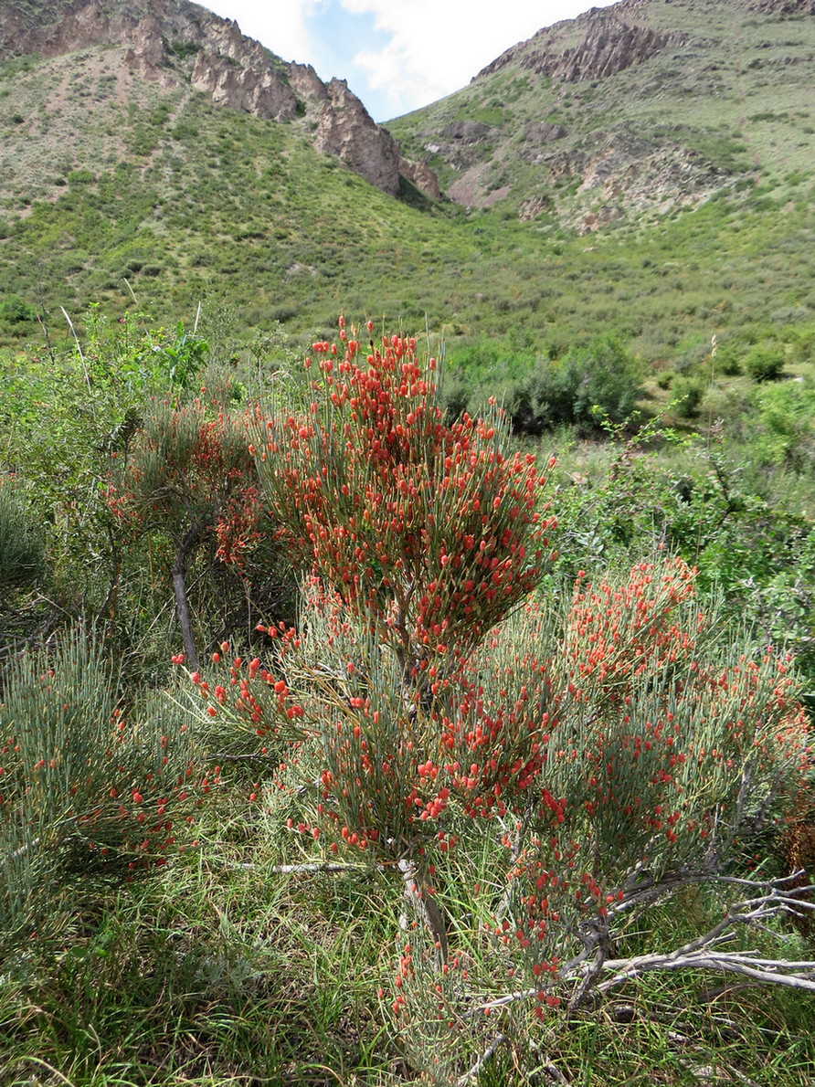 Image of Ephedra equisetina specimen.