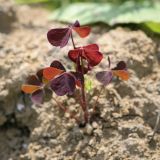 Oxalis stricta