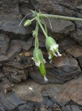 Cerastium multiflorum