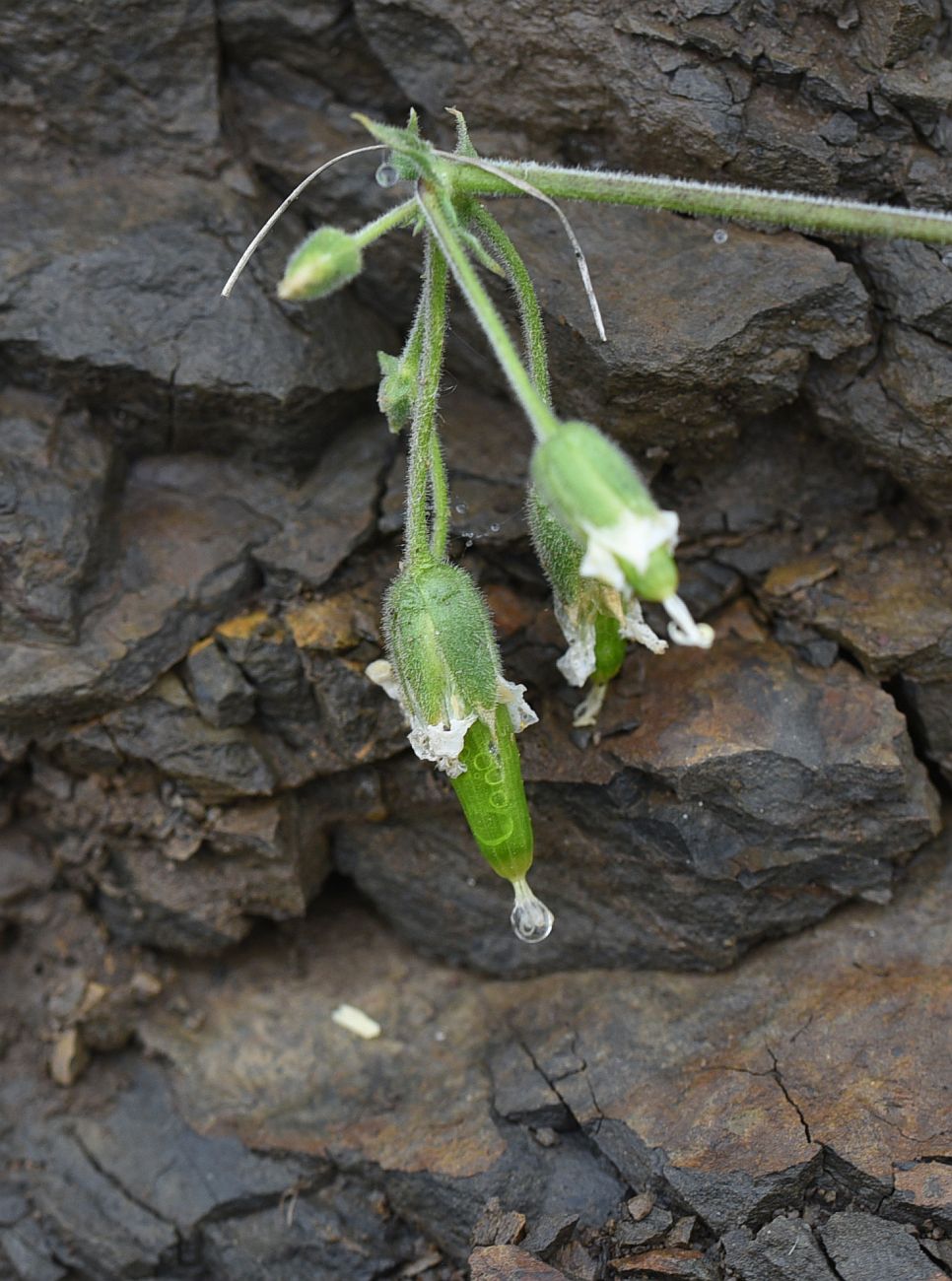 Изображение особи Cerastium multiflorum.