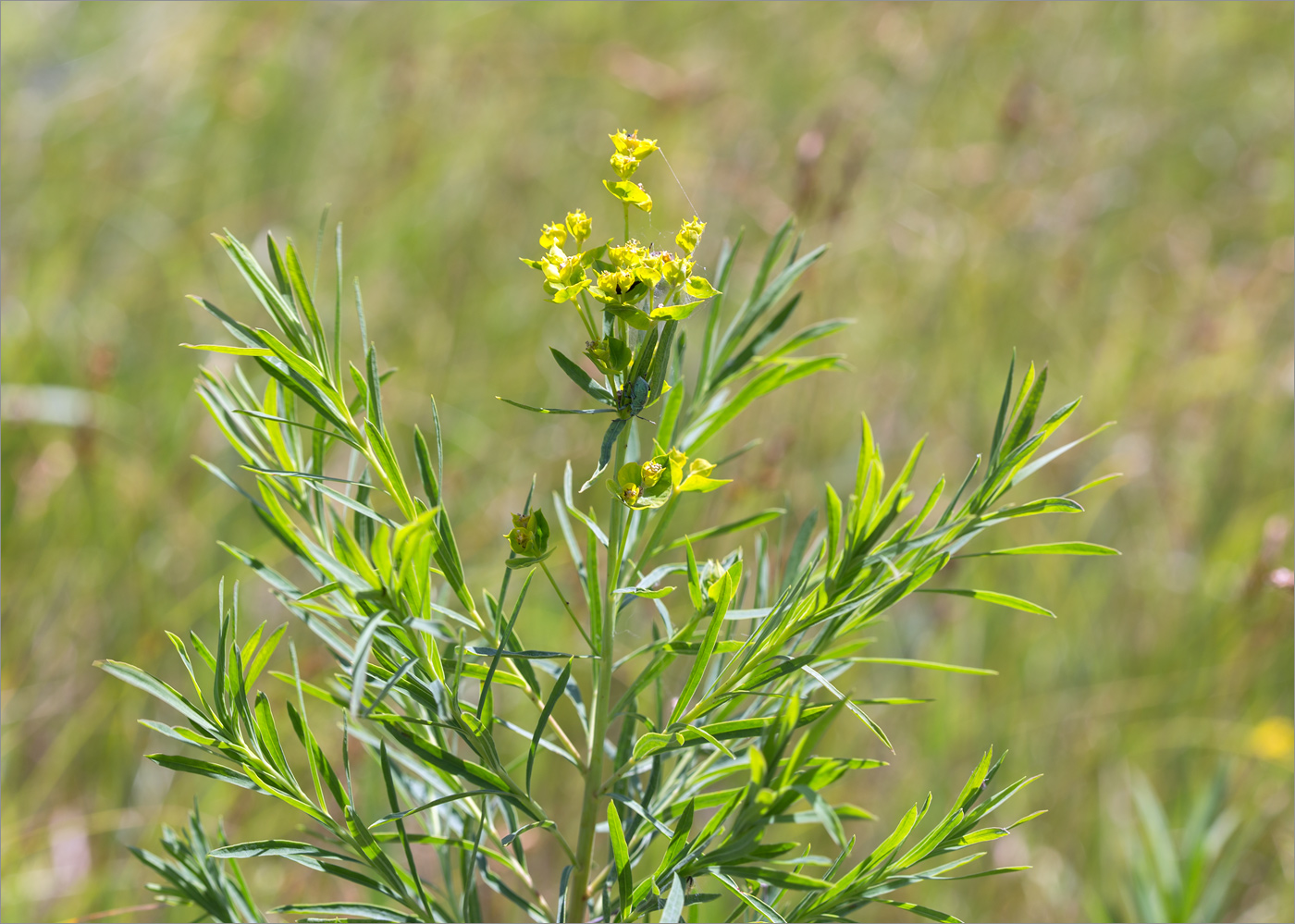 Image of genus Euphorbia specimen.