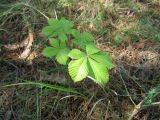 Aesculus hippocastanum. Молодое вегетирующее растение. Беларусь, Гродненская обл., Новогрудский р-н, окр. дер. Кмитянка, опушка сосняка зеленомошного. 05.09.2021.