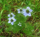 Nigella damascena. Цветущее растение. Краснодарский край, Анапский муниципалитет, г. Анапа, р-н Горгиппия, разнотравный газон у жилого дома. 30.05.2021.