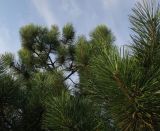 Pinus ponderosa. Часть кроны. На одной из веток заметна созревающая шишка. Болгария, Бургасская обл., село Оризаре, в культуре. 14.09.2021.