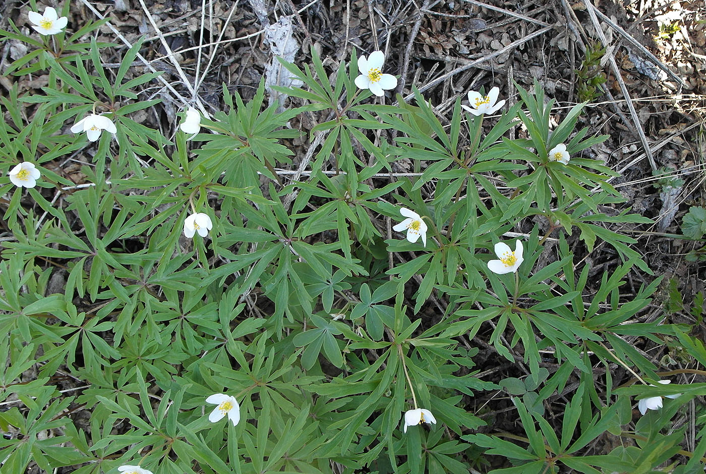 Image of Anemone caerulea specimen.