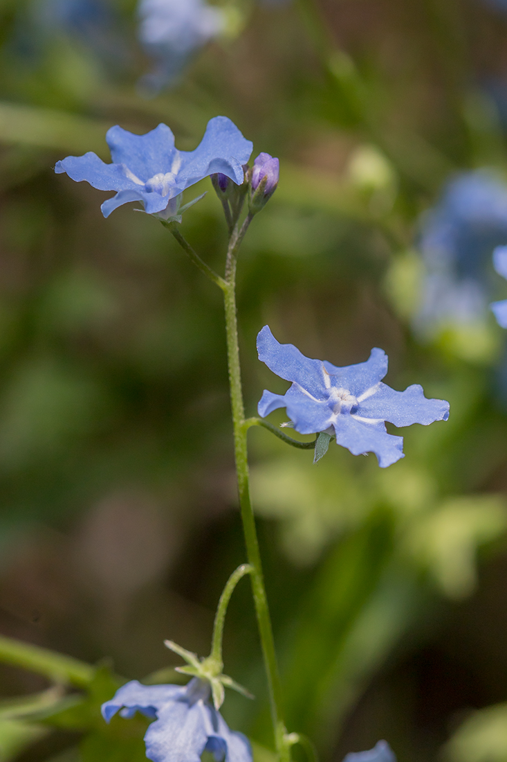 Изображение особи Omphalodes cappadocica.