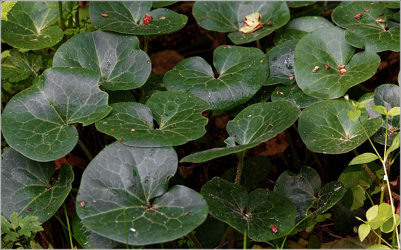 Изображение особи Asarum europaeum.