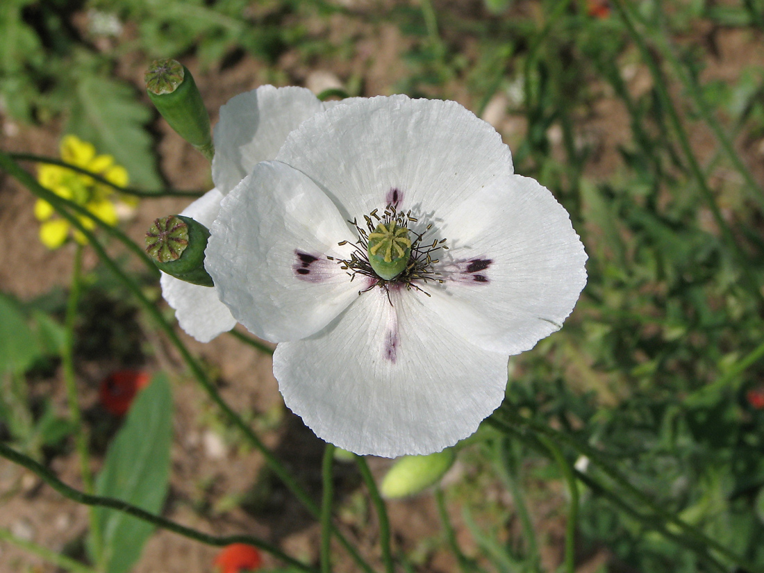 Изображение особи Papaver albiflorum.