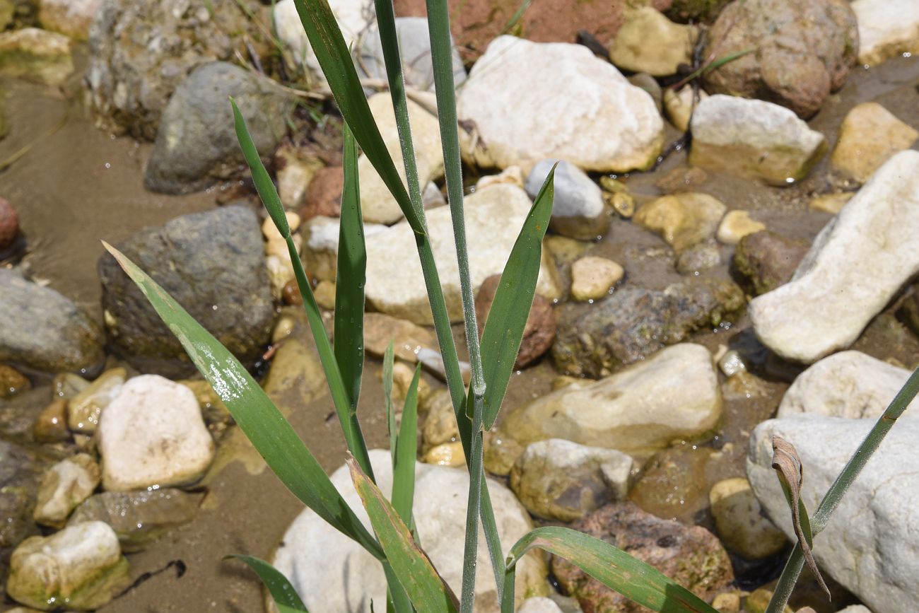 Image of Holcus lanatus specimen.