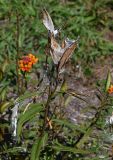 Asclepias curassavica