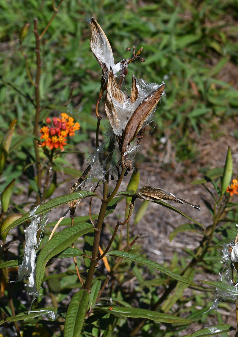 Image of Asclepias curassavica specimen.
