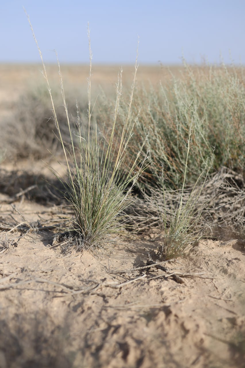 Изображение особи род Stipa.