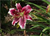 Hemerocallis × hybrida