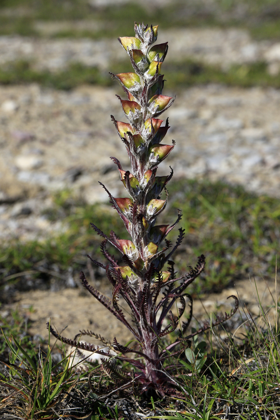 Image of genus Pedicularis specimen.