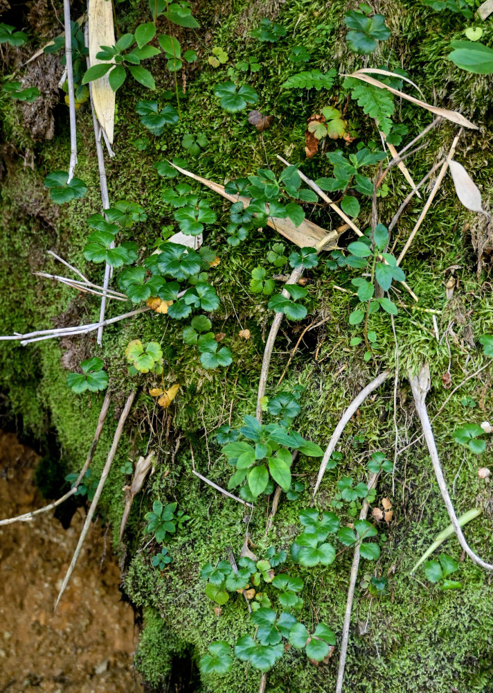 Изображение особи Coptis trifolia.