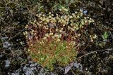 Saxifraga spinulosa