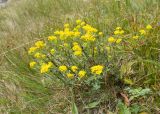 Odontarrhena muralis. Цветущее растение. Карачаево-Черкесия, Урупский р-н, хр. Загедан, склон горы Шхуанта, ≈ 2400 м н.у.м., альпийский луг. 10.08.2023.