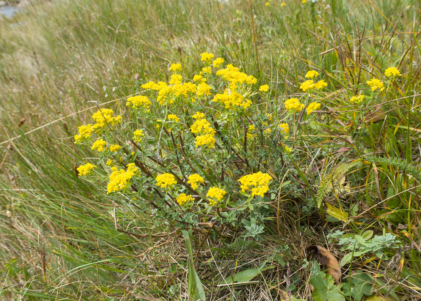 Изображение особи Odontarrhena muralis.