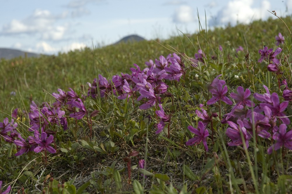 Image of Rhododendron camtschaticum specimen.