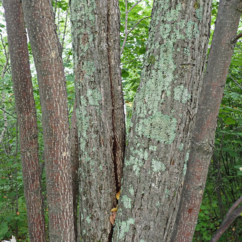 Image of Tilia amurensis specimen.