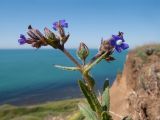 Anchusa azurea. Верхушка цветущего растения. Краснодарский край, Темрюкский р-н, мыс Железный Рог, обрывистый глинистый приморский склон. 29.04.2017.