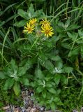 Senecio pseudoarnica