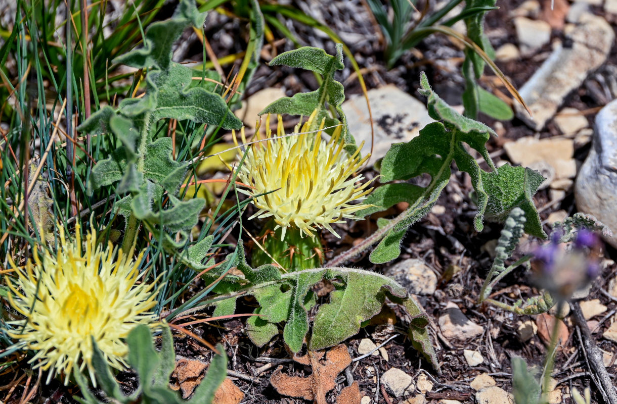 Image of Centaurea rhizanthoides specimen.