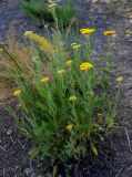 Achillea filipendulina