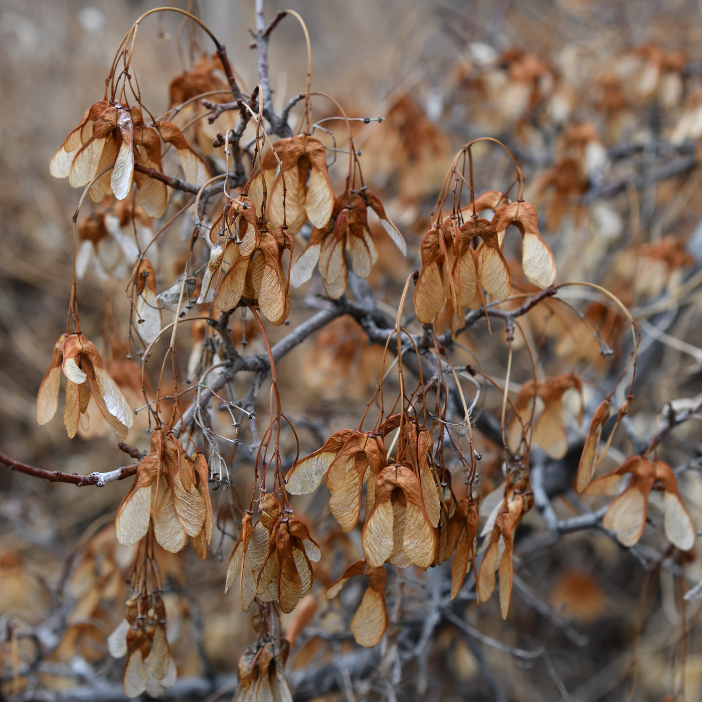 Image of Acer semenovii specimen.