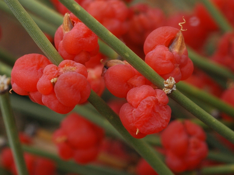 Image of Ephedra intermedia specimen.