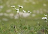 Anthemis saportana