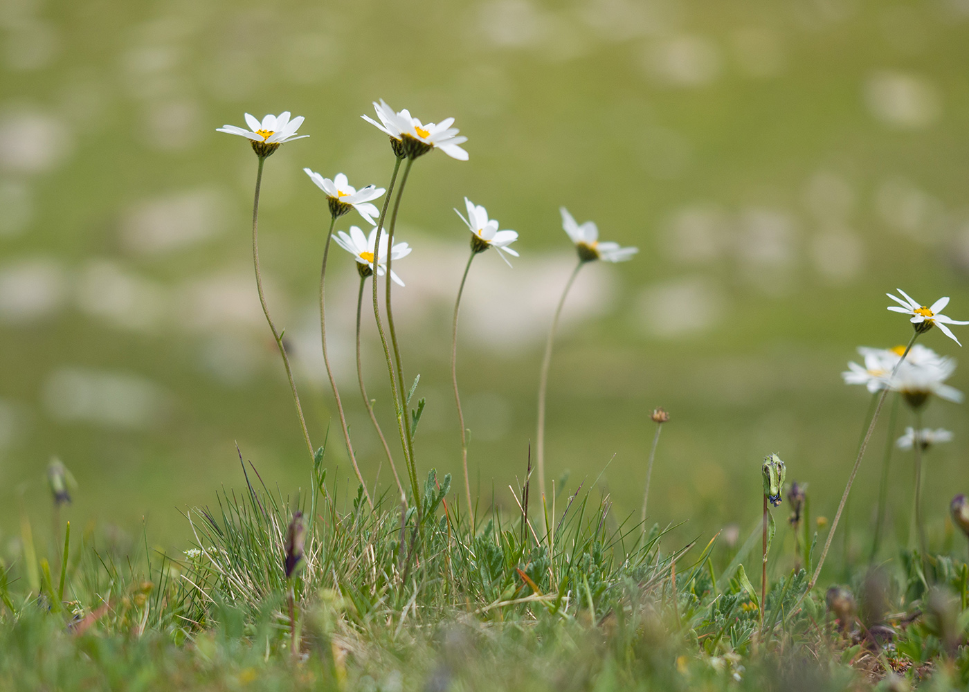 Image of Anthemis saportana specimen.