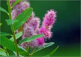 Spiraea × billardii. Соцветия. Московская обл., Раменский р-н, окр. дер. Хрипань, садовый участок. 18.08.2023.