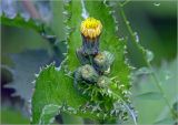 Sonchus oleraceus. Общее соцветие с корзинками на разных стадиях развития. Московская обл., Раменский р-н, окр. дер. Хрипань, садовый участок. 27.07.2023.