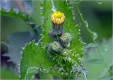 Sonchus oleraceus