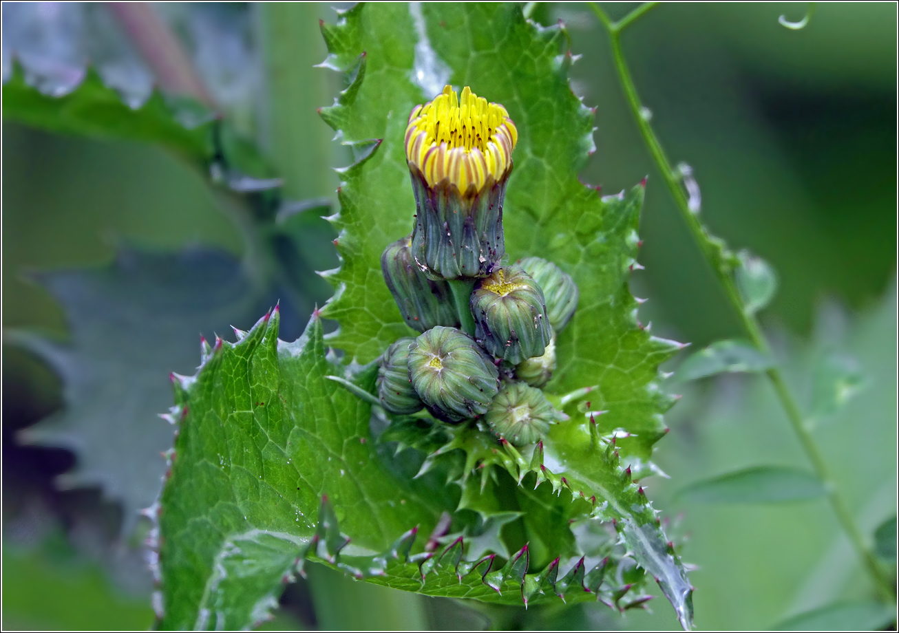 Image of Sonchus oleraceus specimen.