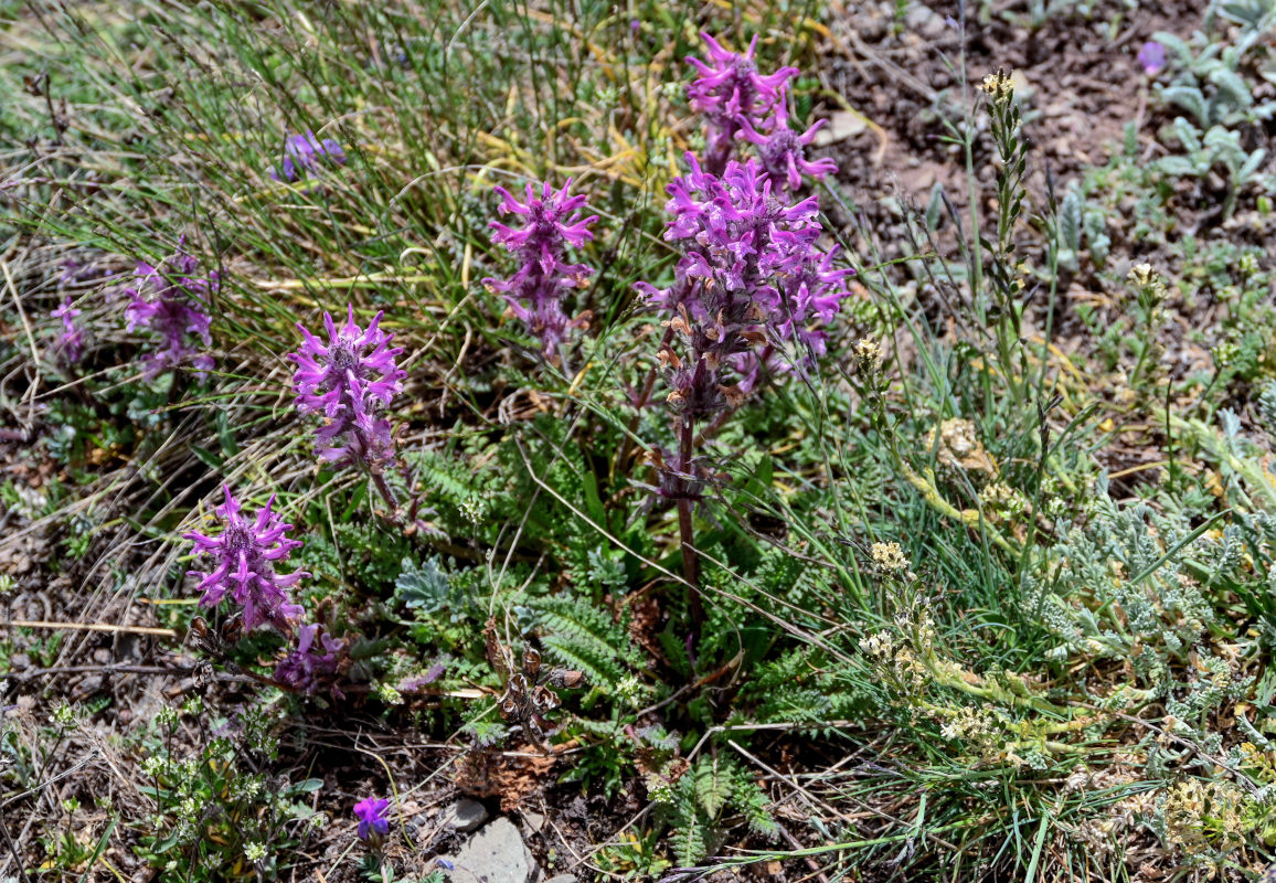 Изображение особи Pedicularis korolkowii.