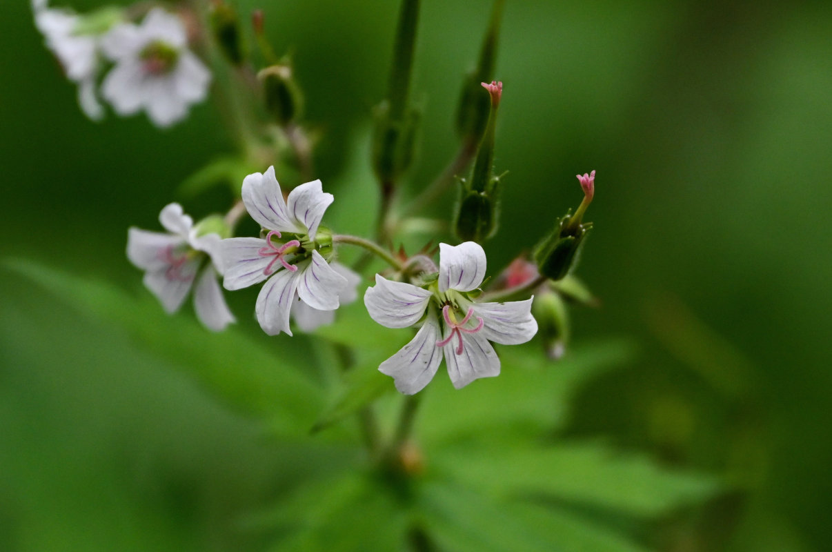 Изображение особи Geranium krylovii.