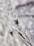 Phragmites australis