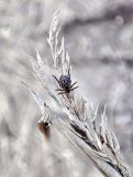 Phragmites australis. Прошлогоднее соплодие с сидящим клещом (Dermacentor reticulatus). Смоленская обл., окр. г. Смоленск, небольшая луговина. Конец марта.