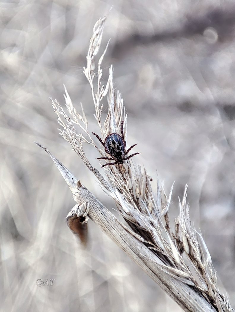 Image of Phragmites australis specimen.