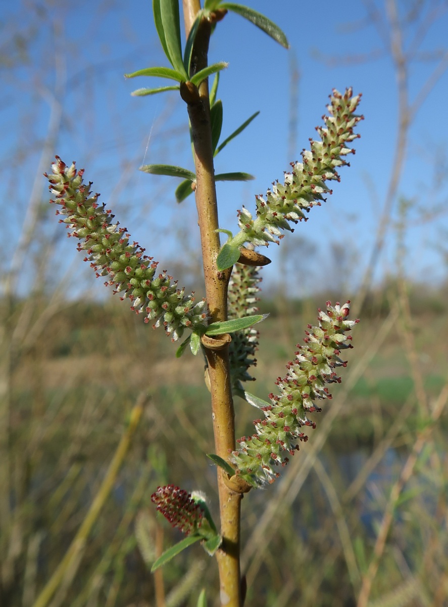 Image of Salix vinogradovii specimen.