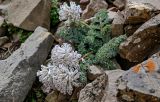 Cysticorydalis fedtschenkoana. Цветущее растение. Киргизия, Ошская обл., Памир, Заалайский хр., перевал Путешественников, ≈ 4100 м н.у.м., каменистый склон. 06.07.2022.