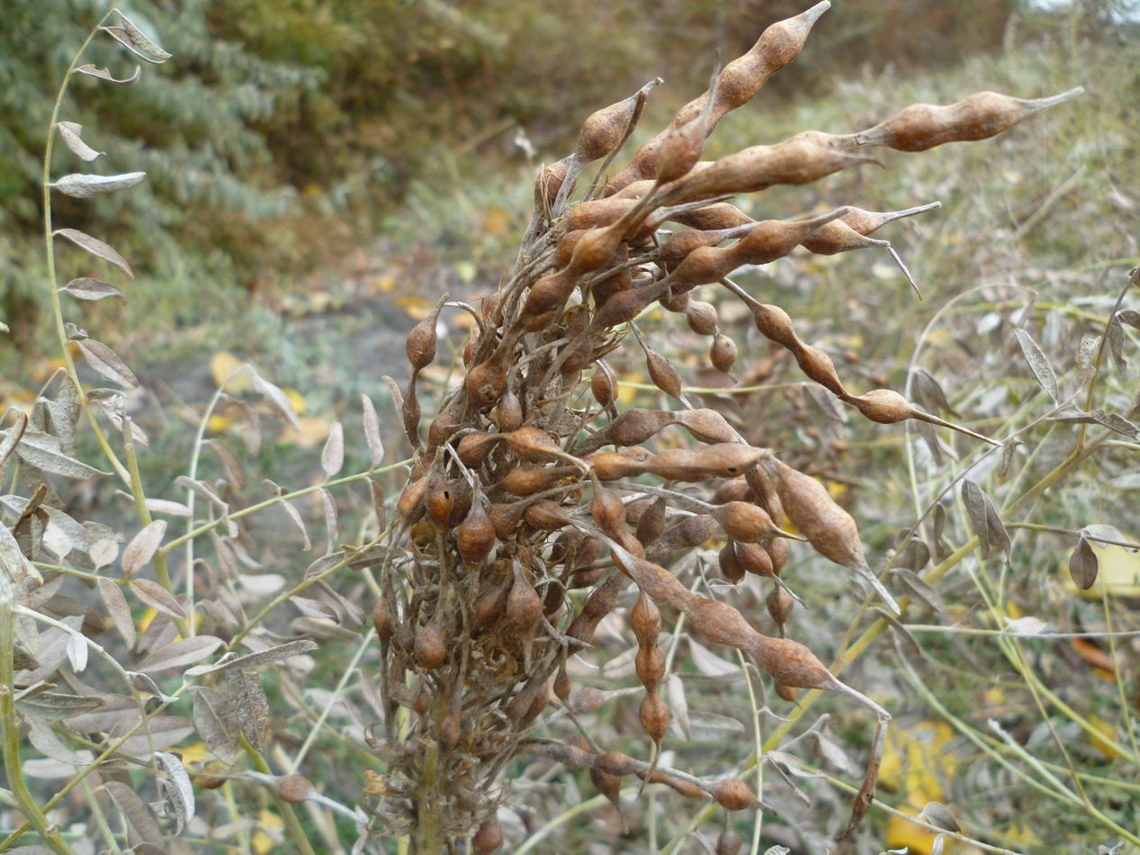 Изображение особи Glycyrrhiza aspera.