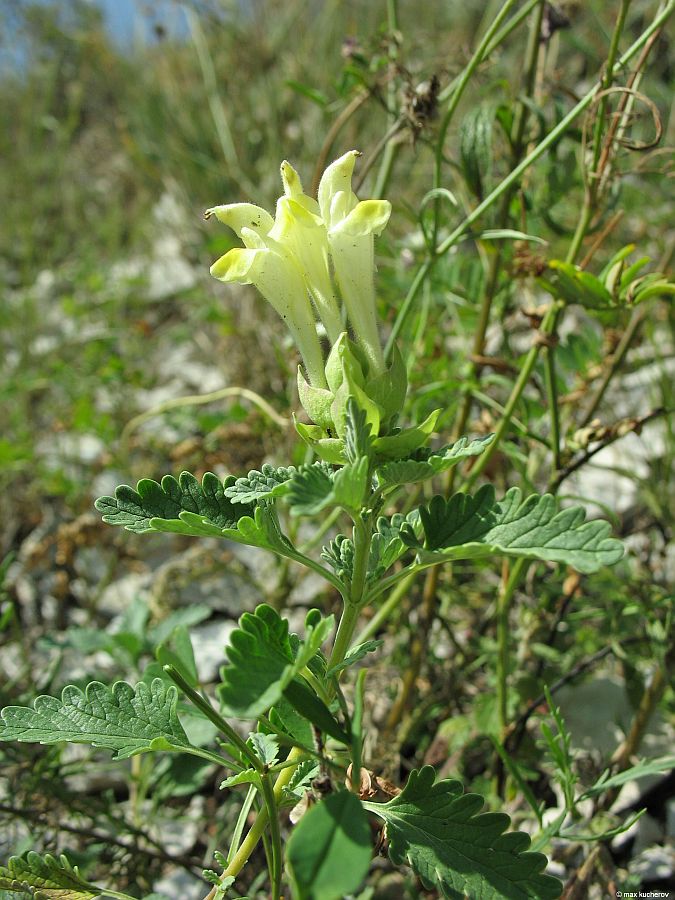 Изображение особи Scutellaria polyodon.