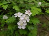 Crataegus microphylla. Цветки и листья. Краснодарский край, г/о Сочи, Хостинский р-н, у дороги к Орлиным скалам, широколиственный лес. 30.04.2022.