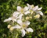 Rubus lloydianus. Цветки и бутоны. Краснодарский край, Абинский р-н, окр. станицы Шапсугская, мергелевый карьер. 05.06.2014.