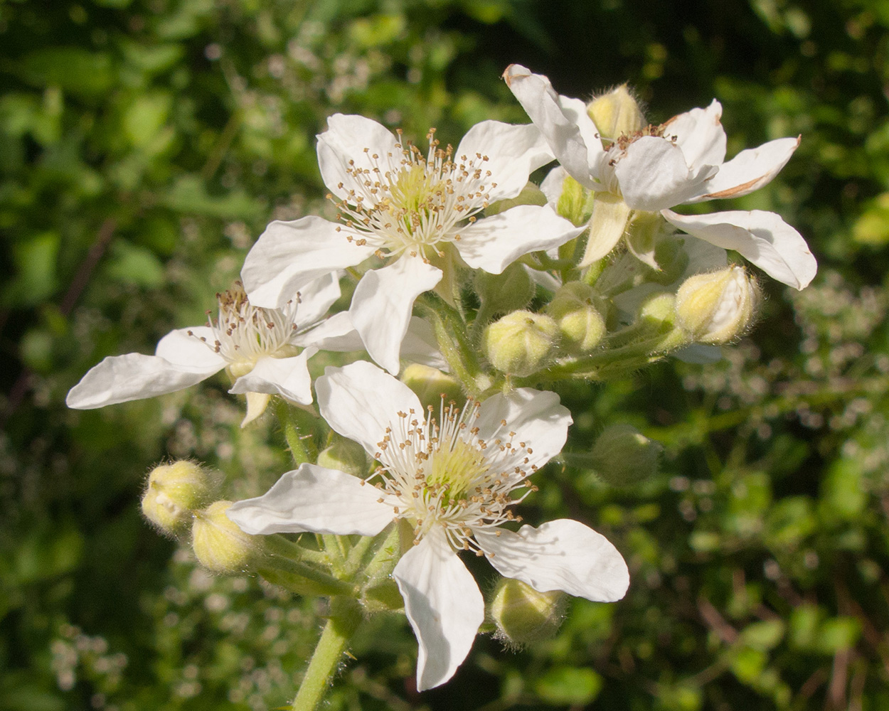 Image of Rubus lloydianus specimen.